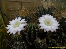 Echinopsis Hybride 016